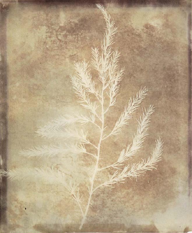 Willim Henry Fox Talbot Photogenetic Drawing Norge oil painting art